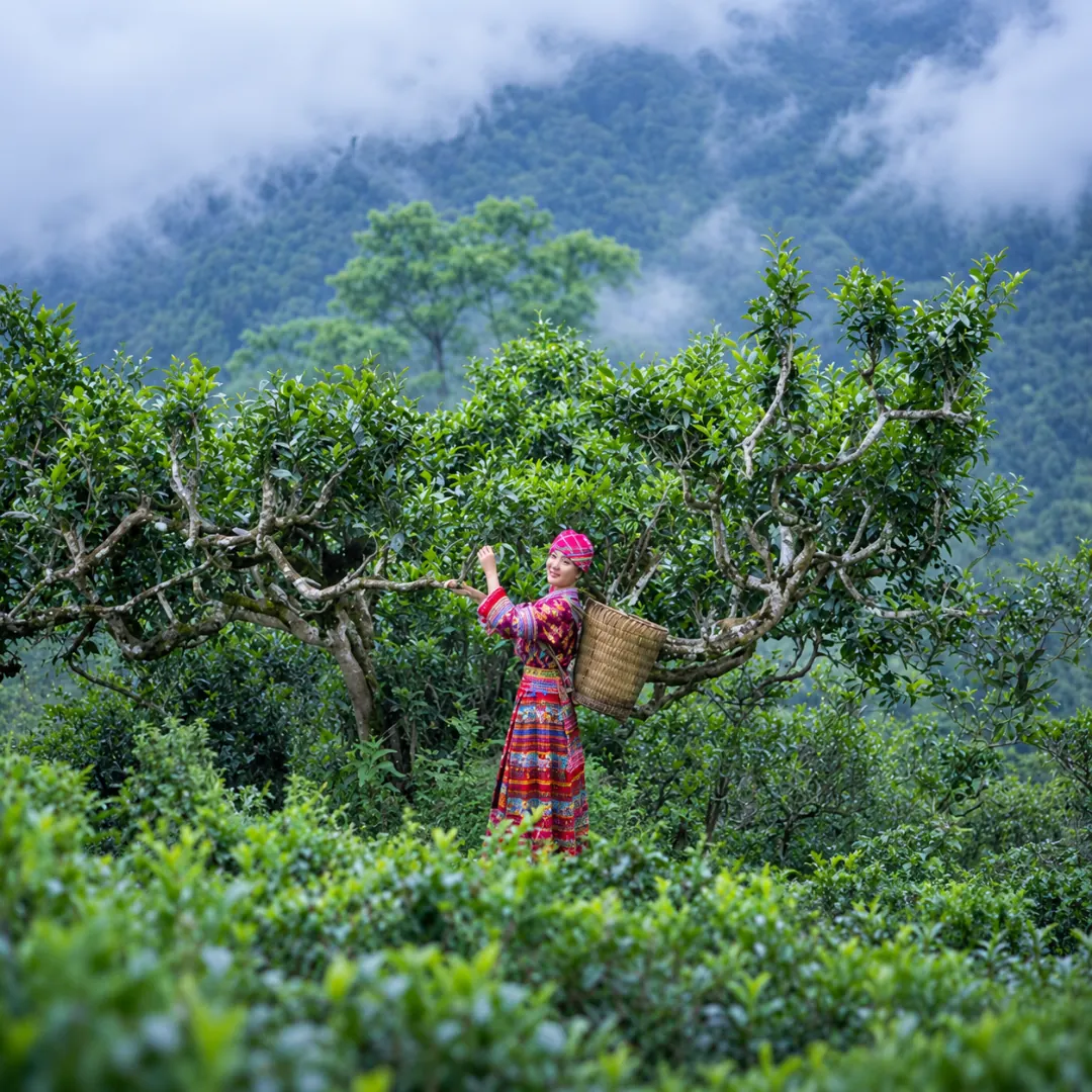 Ảnh minh hoạ: người hái chè giữa đồi chè