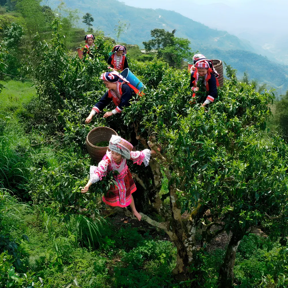 Những người hái chè trên cây chè cao giữa núi