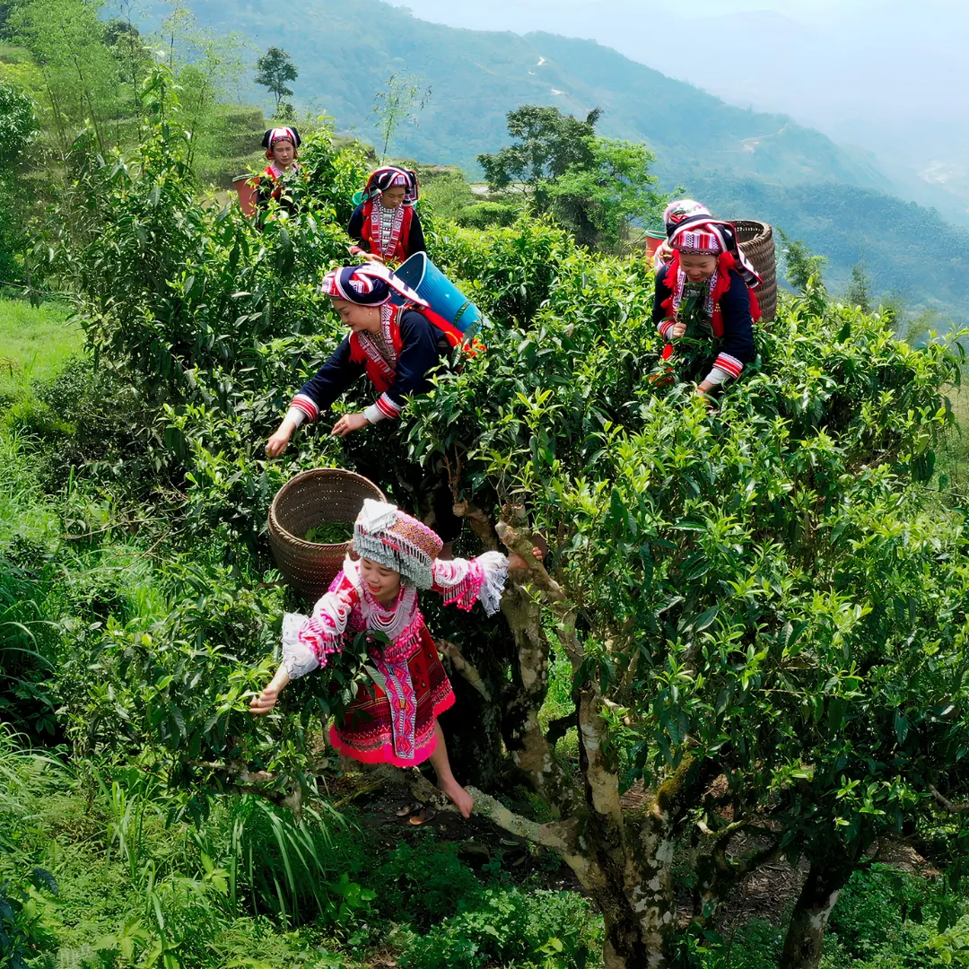 Hái chè trên đồi